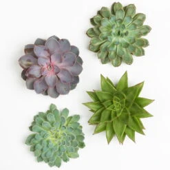 Schnittecheverien-Mix, Ø 12 Cm, 4er-Set 12 Schnittecheverien-Mix, Ø 12 Cm, 4er-Set -Gartentopf Geschäft 0250103009 Schnittecheverien 4er Set 12 cm WS 2