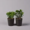 Geldbaum In Keramiktopf Anthrazit, Verschiedene Formen, Topf-Ø 12cm, 2er-Set -Gartentopf Geschäft 0250103051 Crassula ov Topf Dallas anthrazit 2er Set 1