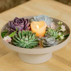 Schnittecheverien-Mix, Ø 10 Cm, 6er-Set -Gartentopf Geschäft 0250103364 Echeveria Mix 7 10cm in DIY Box 4 117171 1