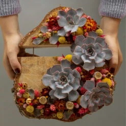 Schnittecheverien-Mix, Ø 10 Cm, 6er-Set -Gartentopf Geschäft 0250103364 Echeveria Mix 7 10cm in DIY Box 6 117174 1