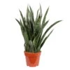 Bogenhanf, Topf-Ø 21 Cm, Höhe Ca. 85 Cm 1 Bogenhanf, Topf-Ø 21 Cm, Höhe Ca. 85 Cm -Gartentopf Geschäft 0250200573 Sansevieria Kirkii 21 cm Topf Hoehe 85 cm
