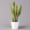 Bogenhanf In Keramiktopf Dallas Weiß, Topf-Ø 12 Cm, Höhe Ca. 35-45cm 1 Bogenhanf In Keramiktopf Dallas Weiß, Topf-Ø 12 Cm, Höhe Ca. 35-45cm -Gartentopf Geschäft 0250200713 Sansev Laurentii Dallas weiss 1