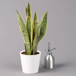 Bogenhanf In Keramiktopf Dallas Weiß, Topf-Ø 12 Cm, Höhe Ca. 35-45cm -Gartentopf Geschäft 0250200713 Sansev Laurentii Dallas weiss 3