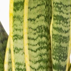 Bogenhanf In Keramiktopf Dallas Weiß, Topf-Ø 12 Cm, Höhe Ca. 35-45cm -Gartentopf Geschäft 0250200713 Sansev Laurentii Dallas weiss 4