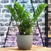 Glücksfeder, Topf-Ø 14 Cm, Höhe Ca. 40 Cm 1 Glücksfeder, Topf-Ø 14 Cm, Höhe Ca. 40 Cm -Gartentopf Geschäft 0250300074 Zamioculcas zamiifolia Lucky