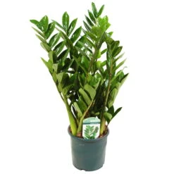 Glücksfeder, Topf-Ø 14 Cm, Höhe Ca. 40 Cm -Gartentopf Geschäft 0250300075 Zamioculcas zamiifolia Lucky 17cm T H 50cm