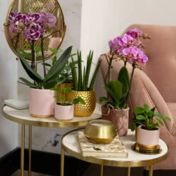 Phalaenopsis, Gesprenkelte Sorten, 2 Rispen, Topf-Ø 9 Cm, Höhe Ca. 30 Cm 15 Phalaenopsis, Gesprenkelte Sorten, 2 Rispen, Topf-Ø 9 Cm, Höhe Ca. 30 Cm -Gartentopf Geschäft 0290100045 0290100046