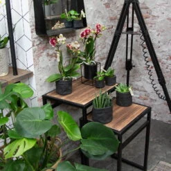 Phalaenopsis, Gesprenkelte Sorten, 2 Rispen, Topf-Ø 9 Cm, Höhe Ca. 30 Cm 14 Phalaenopsis, Gesprenkelte Sorten, 2 Rispen, Topf-Ø 9 Cm, Höhe Ca. 30 Cm -Gartentopf Geschäft 0290100046 0250200535