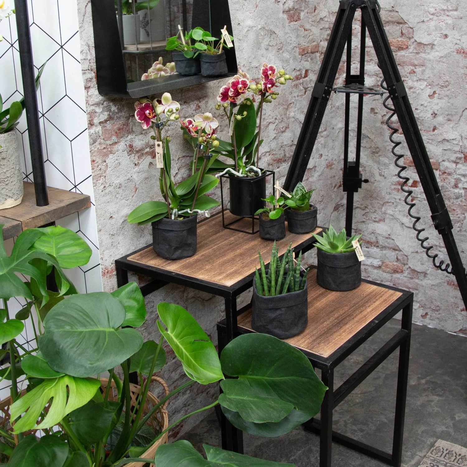 Phalaenopsis, Gesprenkelte Sorten, 2 Rispen, Topf-Ø 9 Cm, Höhe Ca. 30 Cm 7 Phalaenopsis, Gesprenkelte Sorten, 2 Rispen, Topf-Ø 9 Cm, Höhe Ca. 30 Cm – Bild 5