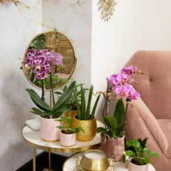 Phalaenopsis, Gesprenkelte Sorten, 2 Rispen, Topf-Ø 9 Cm, Höhe Ca. 30 Cm 13 Phalaenopsis, Gesprenkelte Sorten, 2 Rispen, Topf-Ø 9 Cm, Höhe Ca. 30 Cm -Gartentopf Geschäft 0290100046 0290100045