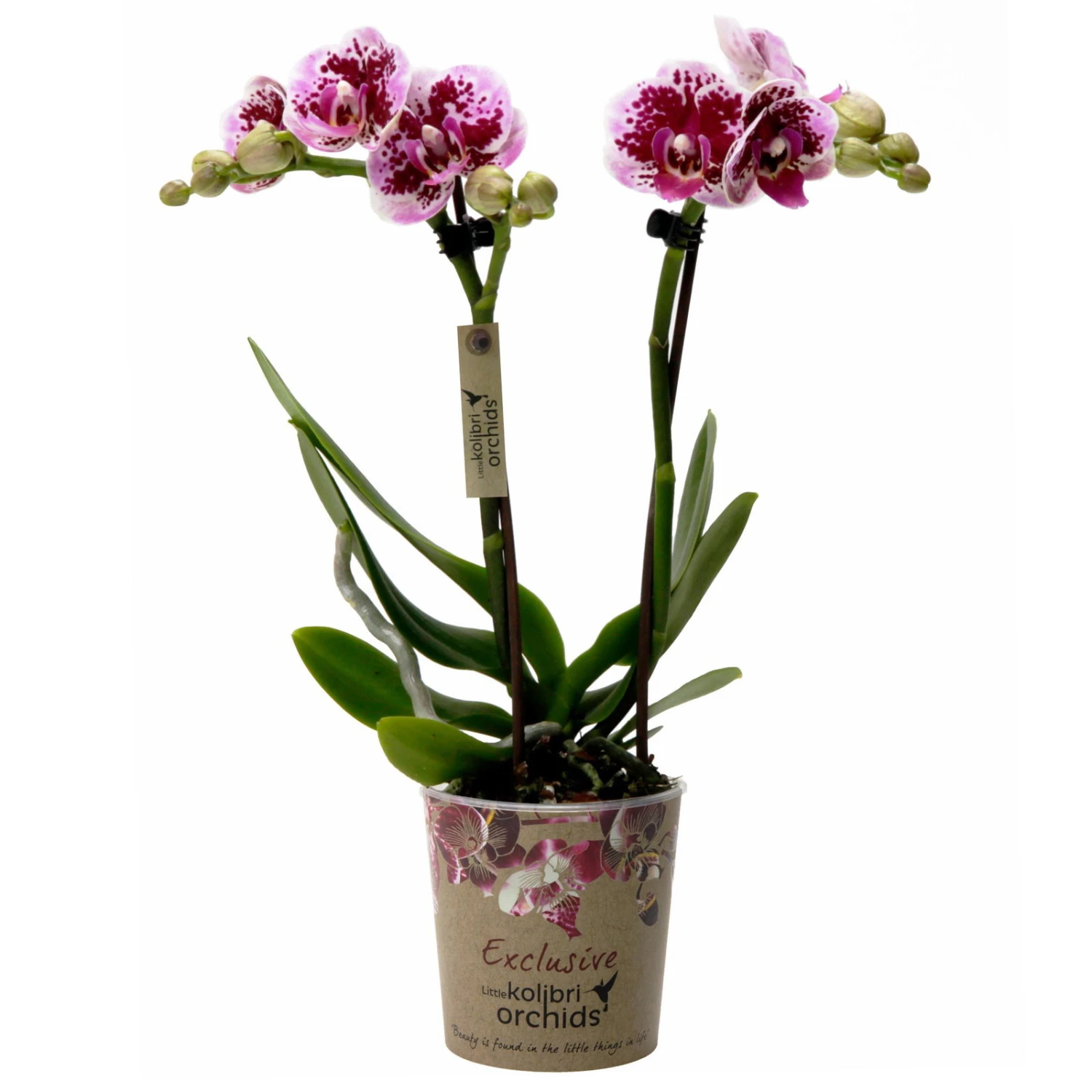 Phalaenopsis, Gesprenkelte Sorten, 2 Rispen, Topf-Ø 9 Cm, Höhe Ca. 30 Cm 4 Phalaenopsis, Gesprenkelte Sorten, 2 Rispen, Topf-Ø 9 Cm, Höhe Ca. 30 Cm – Bild 2