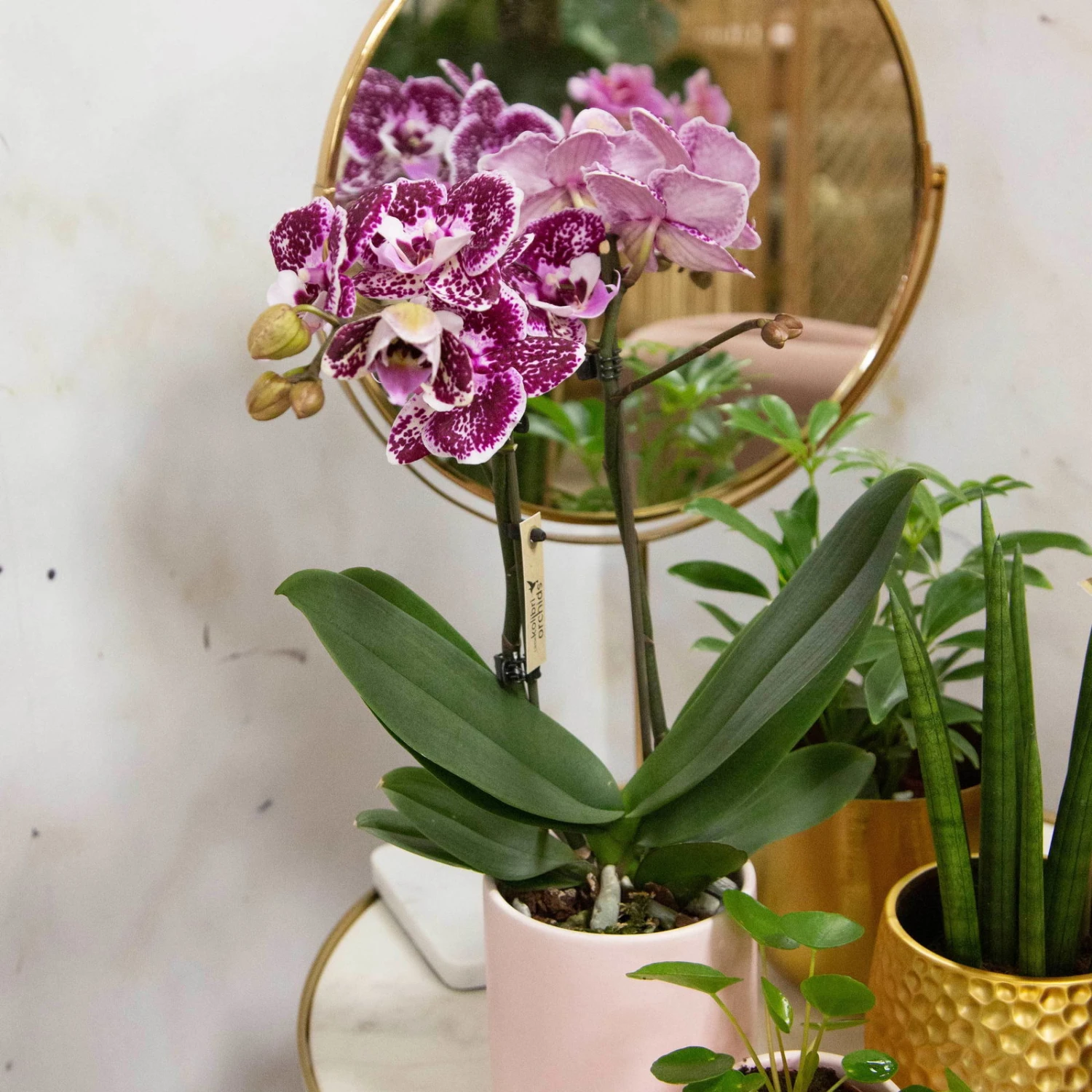 Phalaenopsis, Gesprenkelte Sorten, 2 Rispen, Topf-Ø 9 Cm, Höhe Ca. 30 Cm 3 Phalaenopsis, Gesprenkelte Sorten, 2 Rispen, Topf-Ø 9 Cm, Höhe Ca. 30 Cm