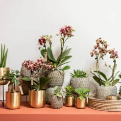 Phalaenopsis, Gesprenkelte Sorten, 3 Rispen, Topf-Ø 9 Cm, Höhe Ca. 30 Cm -Gartentopf Geschäft 0290100047