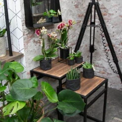 Phalaenopsis, Gesprenkelte Sorten, 3 Rispen, Topf-Ø 9 Cm, Höhe Ca. 30 Cm -Gartentopf Geschäft 0290100047 Phalaenopsis 3R gesprenkelt 9 cm T H 30 cm