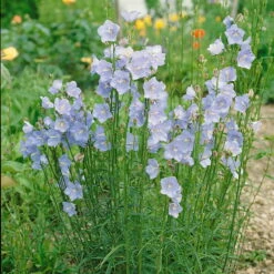 Bio Pfirsichblättrige Glockenblume Blau, Topf-Ø 11 Cm, 3er-Set -Gartentopf Geschäft 0310100127 Campanula persicifolia blau Koelle 11 cm Topf blau 44385