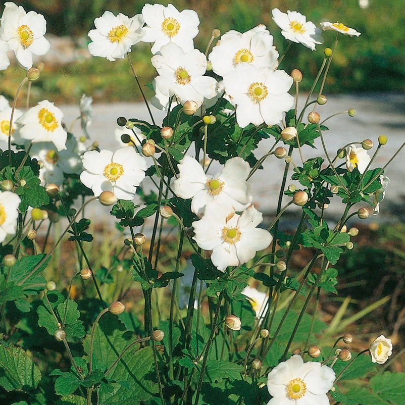 Herbst-Anemone 'Whirlwind' Weiß, 3 Liter Topf 3 Herbst-Anemone 'Whirlwind' Weiß, 3 Liter Topf