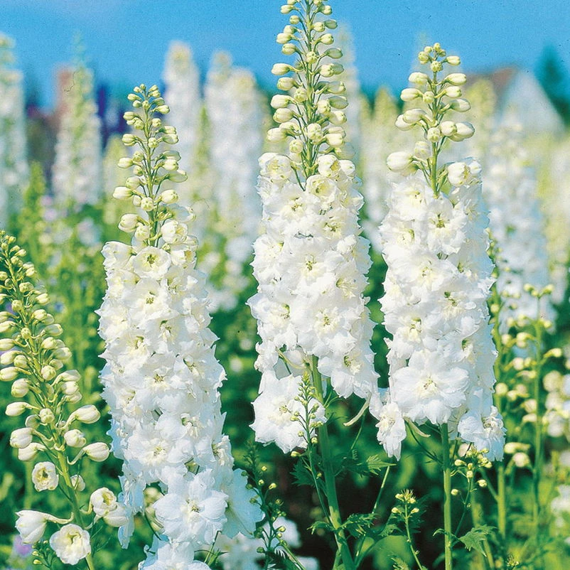 Rittersporn 'New Millenium' Weiß, Topf-Ø 11 Cm, 3er-Set 3 Rittersporn 'New Millenium' Weiß, Topf-Ø 11 Cm, 3er-Set