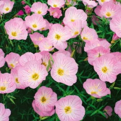 Bio Nachtkerze 'Siskiyou Pink' Rosa, Topf-Ø 11 Cm, 3er-Set 11 Bio Nachtkerze 'Siskiyou Pink' Rosa, Topf-Ø 11 Cm, 3er-Set -Gartentopf Geschäft 0310105848 nachtkerze siskiyou rosa 11 cm topf web 42374