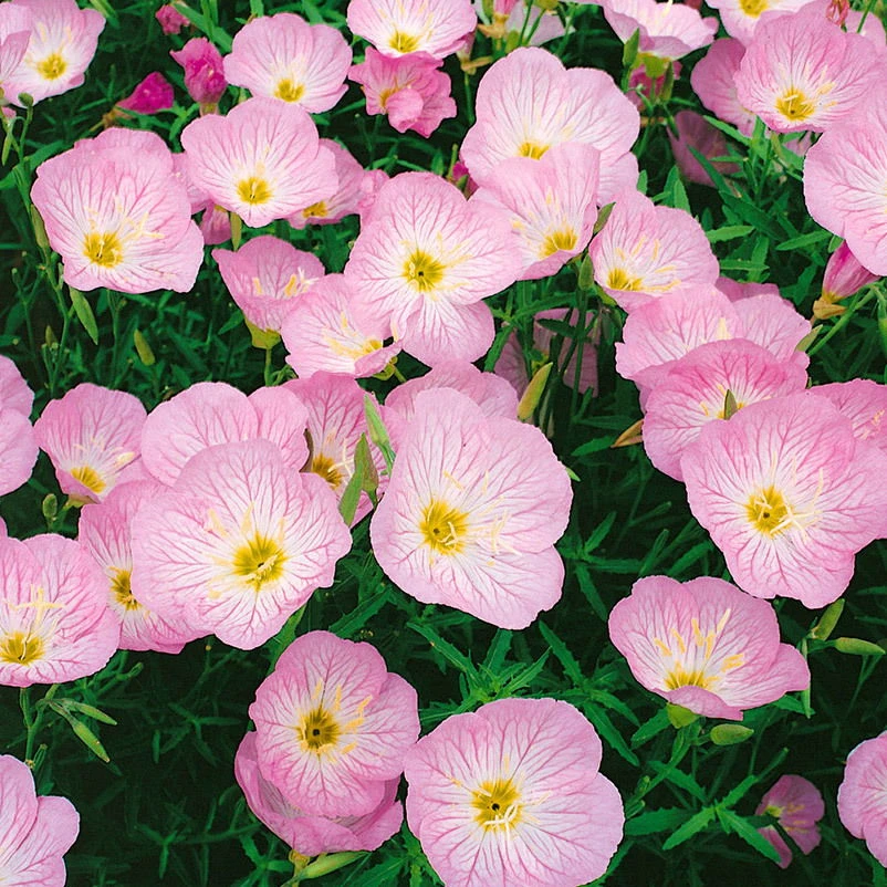 Bio Nachtkerze 'Siskiyou Pink' Rosa, Topf-Ø 11 Cm, 3er-Set 5 Bio Nachtkerze 'Siskiyou Pink' Rosa, Topf-Ø 11 Cm, 3er-Set – Bild 3