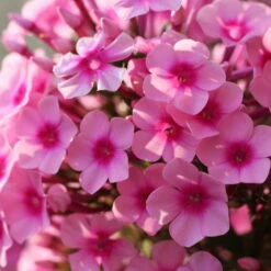 Bio Flammenblume 'Adessa® Rose Eye' Rosa, Topf-Ø 11 Cm, 3er-Set 10 Bio Flammenblume 'Adessa® Rose Eye' Rosa, Topf-Ø 11 Cm, 3er-Set -Gartentopf Geschäft 0310106928 Phlox Adessa Rose Eye Koelle 11cm Topf1 67677