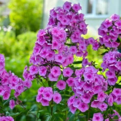 Bio Flammenblume 'Adessa® Rose Eye' Rosa, Topf-Ø 11 Cm, 3er-Set 11 Bio Flammenblume 'Adessa® Rose Eye' Rosa, Topf-Ø 11 Cm, 3er-Set -Gartentopf Geschäft 0310106928 Phlox Adessa Rose Eye Koelle 11cm Topf 67678