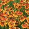 Bio Sonnenbraut 'Kokarde' Gelb-rot, Topf-Ø 11 Cm, 3er-Set -Gartentopf Geschäft 0310107409 Helenium Kokarde 46342
