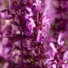 Bio Steppen-Salbei 'Amethyst' Violett, Topf-Ø 11 Cm, 3er-Set -Gartentopf Geschäft 0310107560 Salvia nemorosa Amethyst 75683