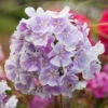 Bio Flammenblume 'Franz Schubert' Hellviolett, Topf-Ø 11 Cm, 3er-Set 1 Bio Flammenblume 'Franz Schubert' Hellviolett, Topf-Ø 11 Cm, 3er-Set -Gartentopf Geschäft 0310107611 Phlox paniculata Franz Schubert Koelle 11cm Topf hellviolett 70215