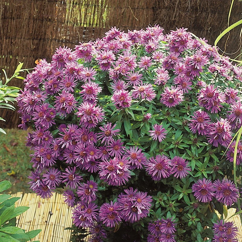 Bio Raublatt-Aster 'Purple Dome' Violett, Topf-Ø 12 Cm, 3er-Set 3 Bio Raublatt-Aster 'Purple Dome' Violett, Topf-Ø 12 Cm, 3er-Set