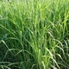 Bio Riesen-Chinaschilf, Topf 5 Liter 1 Bio Riesen-Chinaschilf, Topf 5 Liter -Gartentopf Geschäft 0310600462 Miscanthus sin Giganteus Koelle Bio C 5L 1 95735
