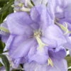 Bio Pfirsichblättrige Glockenblume Blau, Topf-Ø 11 Cm, 3er-Set -Gartentopf Geschäft 0319100278 Campanula persicifolia blau 83080