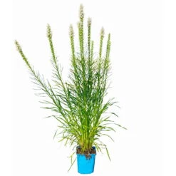 Bio Prachtscharte Weiß, Topf-Ø 11 Cm, 3er-Set 11 Bio Prachtscharte Weiß, Topf-Ø 11 Cm, 3er-Set -Gartentopf Geschäft 0319100357 Liatris spicata weiss 3er Set 6 113965