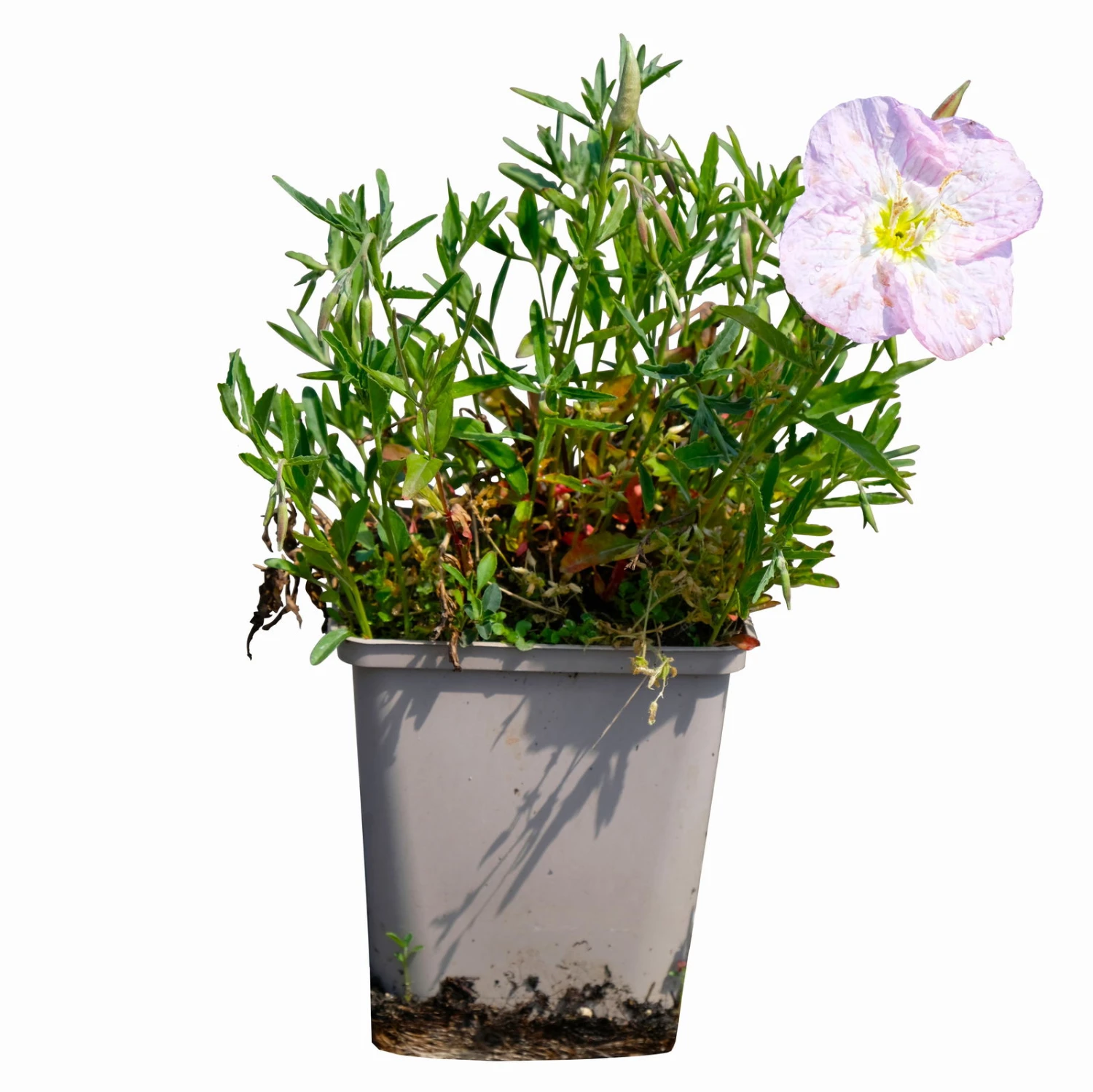 Bio Nachtkerze 'Siskiyou Pink' Rosa, Topf-Ø 11 Cm, 3er-Set 3 Bio Nachtkerze 'Siskiyou Pink' Rosa, Topf-Ø 11 Cm, 3er-Set