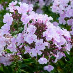 Bio Flammenblume 'Franz Schubert' Hellviolett, Topf-Ø 11 Cm, 3er-Set 13 Bio Flammenblume 'Franz Schubert' Hellviolett, Topf-Ø 11 Cm, 3er-Set -Gartentopf Geschäft 0319100378 Phlox paniculata Franz Schubert 3er Set 3 113853
