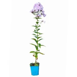 Bio Flammenblume 'Franz Schubert' Hellviolett, Topf-Ø 11 Cm, 3er-Set 15 Bio Flammenblume 'Franz Schubert' Hellviolett, Topf-Ø 11 Cm, 3er-Set -Gartentopf Geschäft 0319100378 Phlox paniculata Franz Schubert 3er Set 6 113938