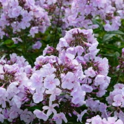 Bio Flammenblume 'Franz Schubert' Hellviolett, Topf-Ø 11 Cm, 3er-Set 14 Bio Flammenblume 'Franz Schubert' Hellviolett, Topf-Ø 11 Cm, 3er-Set -Gartentopf Geschäft 0319100378 Phlox paniculata Franz Schubert 3er Set 7 113855