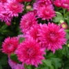 Bio Winteraster, Rosa/pink Topf-Ø 11 Cm, 3er-Set -Gartentopf Geschäft 0319100462 Chrysanthemum hortorum rosa 3er Set Koelle Bio T11 WS 95192