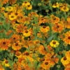 Bio Sonnenbraut 'Waltraut' Orange-gelb, Topf-Ø 11 Cm, 3er-Set -Gartentopf Geschäft 0319100485 Helenium cult Waltraud 3er Set 107670