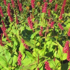 Bio Kerzen-Knöterich 'JS Caliente' Dunkelrot, Topf-Ø 11 Cm, 3er-Set 9 Bio Kerzen-Knöterich 'JS Caliente' Dunkelrot, Topf-Ø 11 Cm, 3er-Set -Gartentopf Geschäft 0319100501 Bistorta amplex JS Calliente 3er Set rot 2 110648