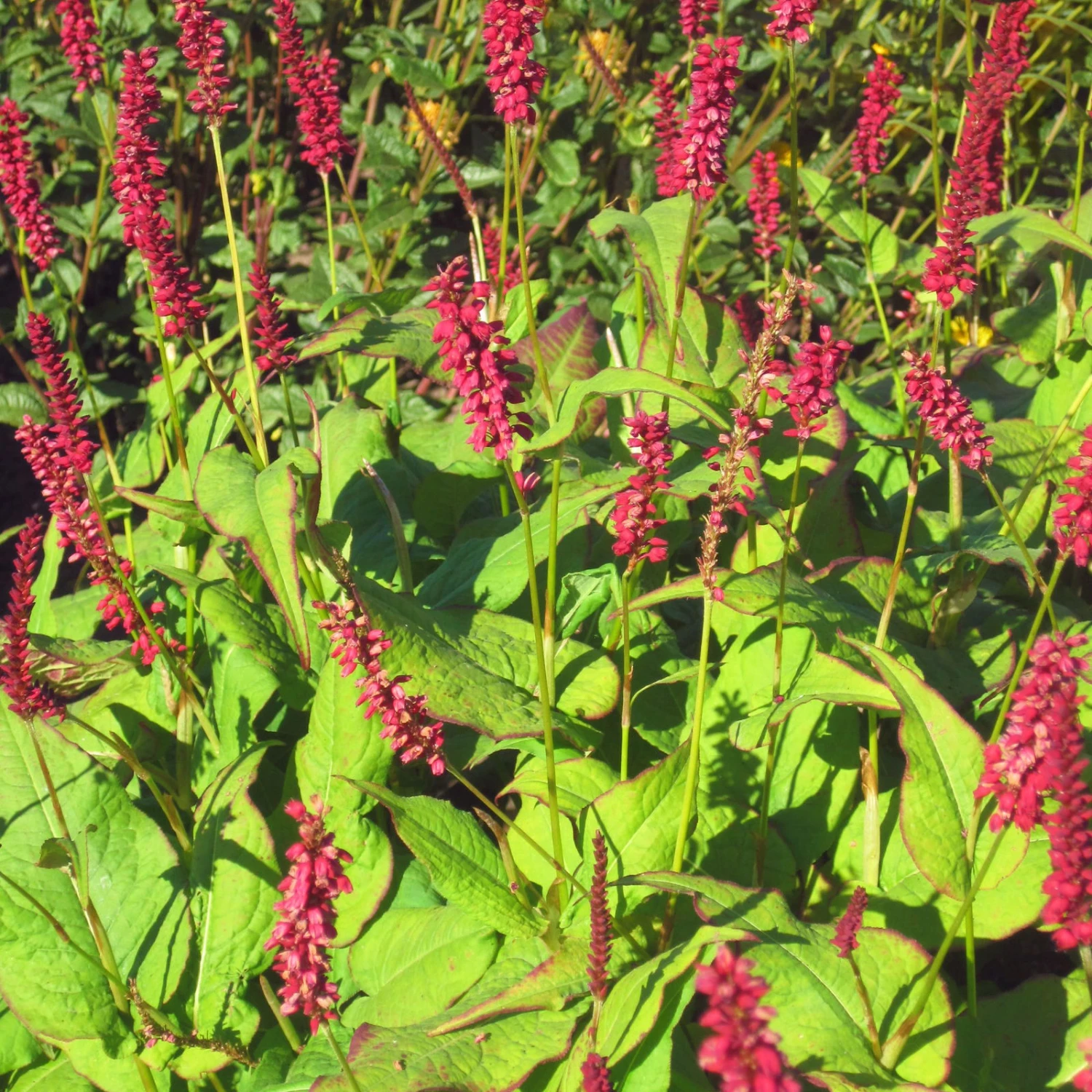 Bio Kerzen-Knöterich 'JS Caliente' Dunkelrot, Topf-Ø 11 Cm, 3er-Set 5 Bio Kerzen-Knöterich 'JS Caliente' Dunkelrot, Topf-Ø 11 Cm, 3er-Set – Bild 3