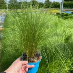 Pflanzenset 'Spätsommer-Gold' Gelb-orange, Topf-Ø 12 Cm, 4er-Set -Gartentopf Geschäft 0319100517 Stipa tenuissima Ponytails 3er Set T12 3 122452
