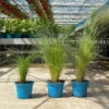 Bio Federgras, Topf-Ø 12 Cm, 3er-Set 2 Bio Federgras, Topf-Ø 12 Cm, 3er-Set -Gartentopf Geschäft 0319100517 Stipa tenuissima Ponytails 3er Set T12 5 122451