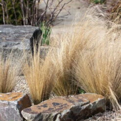 Pflanzenset 'Spätsommer-Gold' Gelb-orange, Topf-Ø 12 Cm, 4er-Set -Gartentopf Geschäft 0319100517 Stipa tenuissima Ponytails 3er Set 3 107952