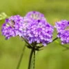 Bio Steifes Eisenkraut Violett, Topf-Ø 11 Cm, 3er-Set 2 Bio Steifes Eisenkraut Violett, Topf-Ø 11 Cm, 3er-Set -Gartentopf Geschäft 0319100518 Verbena rigida 3er Set 107953