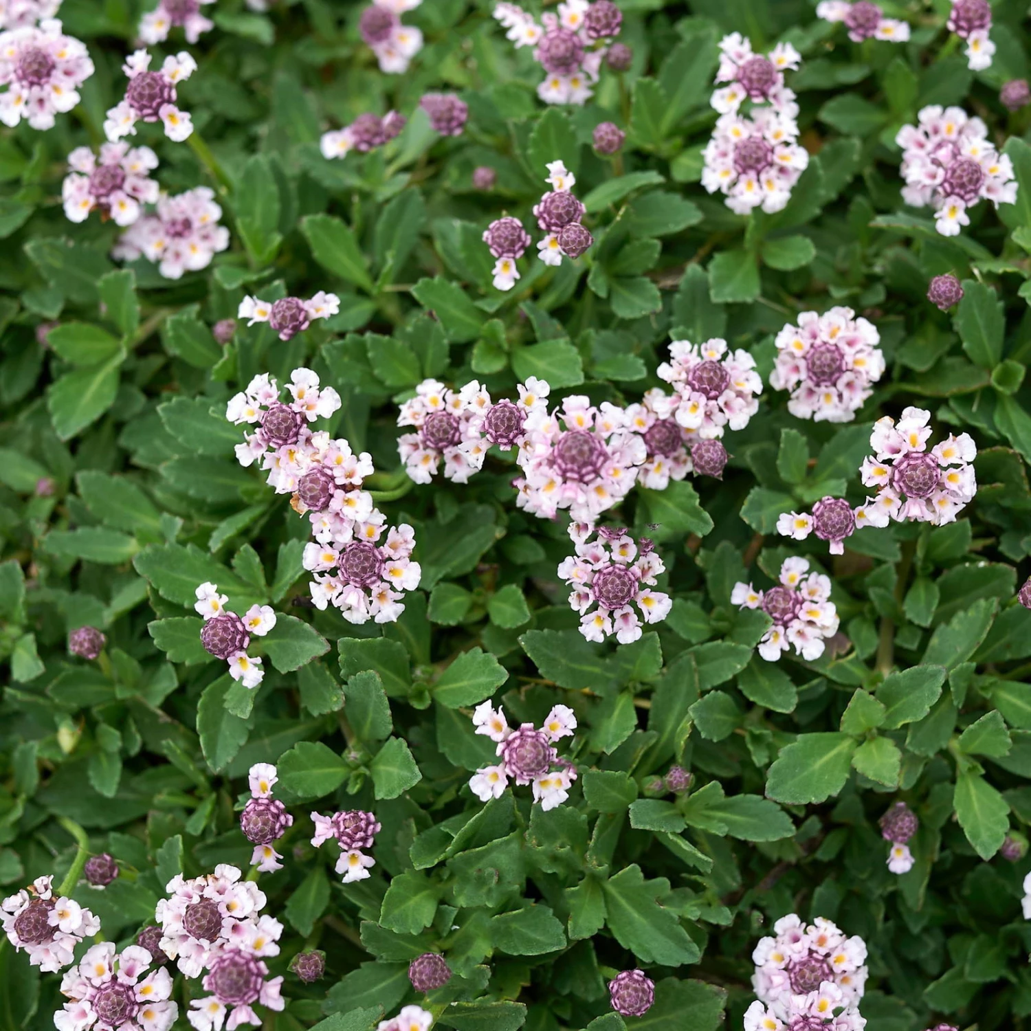 Bio Teppichverbene Weiß-rosa, Topf-Ø 12 Cm, 6er-Set 3 Bio Teppichverbene Weiß-rosa, Topf-Ø 12 Cm, 6er-Set