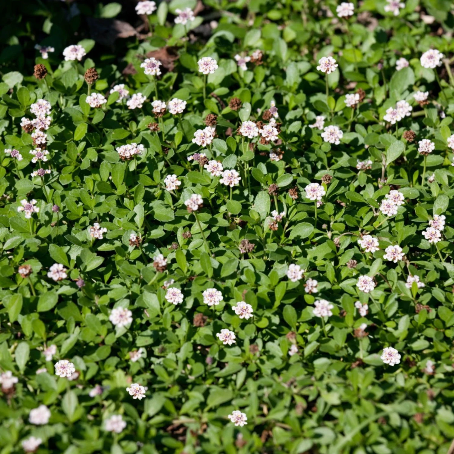 Bio Teppichverbene Weiß-rosa, Topf-Ø 12 Cm, 6er-Set 4 Bio Teppichverbene Weiß-rosa, Topf-Ø 12 Cm, 6er-Set – Bild 2