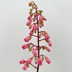 Purpurglöckchen 'Peppermint Spice' Grün-rosa, Topf-Ø 12 Cm, 3er-Set -Gartentopf Geschäft 0319100530 Heuchera Peppermint Spice 12cm Blatt dunkelgruen 3er Set 10 114716