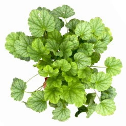 Purpurglöckchen 'Peppermint Spice' Grün-rosa, Topf-Ø 12 Cm, 3er-Set -Gartentopf Geschäft 0319100530 Heuchera Peppermint Spice 12cm Blatt dunkelgruen 3er Set 5 114778