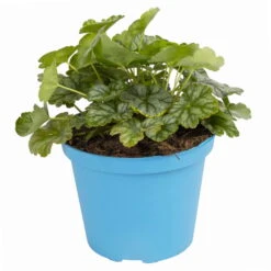 Purpurglöckchen 'Peppermint Spice' Grün-rosa, Topf-Ø 12 Cm, 3er-Set -Gartentopf Geschäft 0319100530 Heuchera Peppermint Spice 12cm Blatt dunkelgruen 1 114775