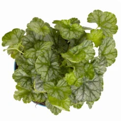 Purpurglöckchen 'Peppermint Spice' Grün-rosa, Topf-Ø 12 Cm, 3er-Set -Gartentopf Geschäft 0319100530 Heuchera Peppermint Spice 12cm Blatt dunkelgruen 2 114776